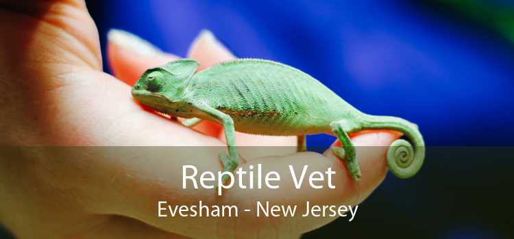 Reptile Vet Evesham - New Jersey