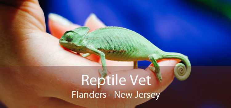Reptile Vet Flanders - New Jersey