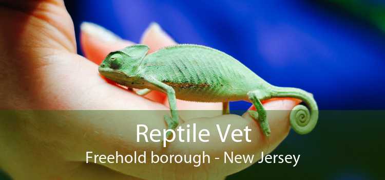 Reptile Vet Freehold borough - New Jersey