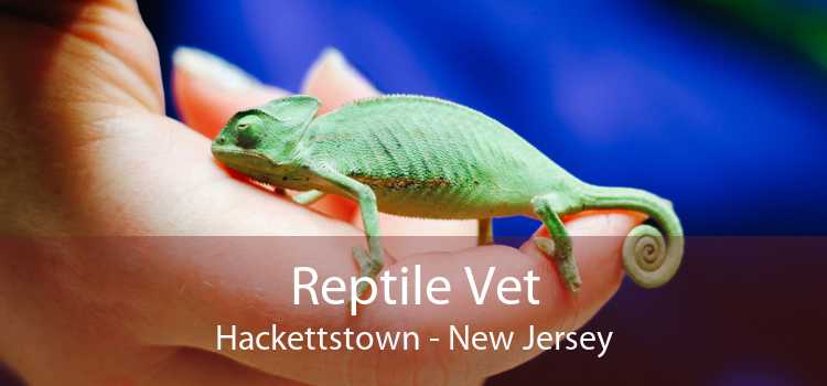 Reptile Vet Hackettstown - New Jersey