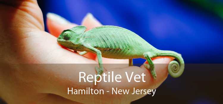Reptile Vet Hamilton - New Jersey