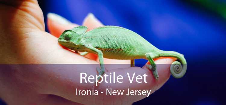 Reptile Vet Ironia - New Jersey