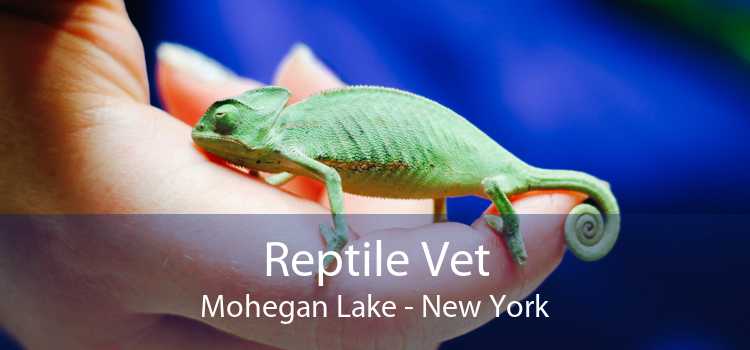 Reptile Vet Mohegan Lake - New York
