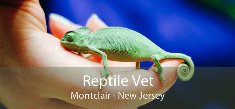 Reptile Vet Montclair - New Jersey