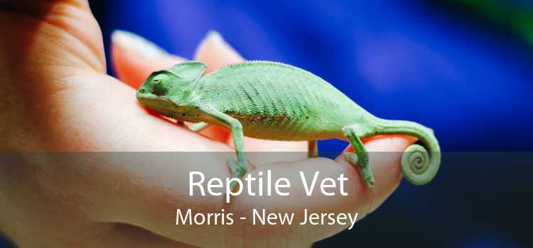 Reptile Vet Morris - New Jersey