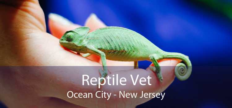Reptile Vet Ocean City - New Jersey