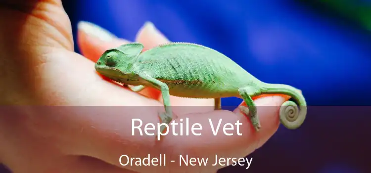 Reptile Vet Oradell - New Jersey