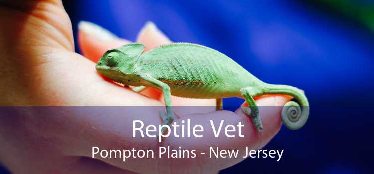 Reptile Vet Pompton Plains - New Jersey