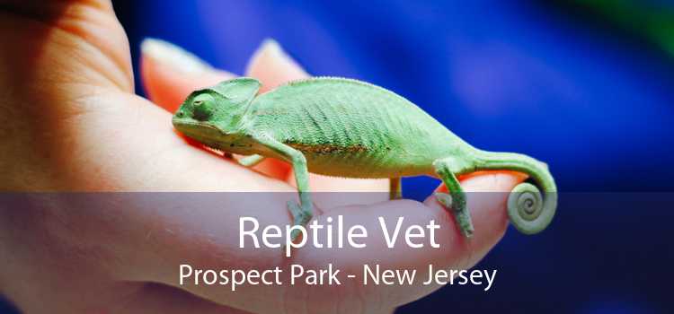 Reptile Vet Prospect Park - New Jersey