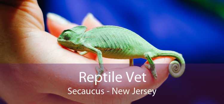 Reptile Vet Secaucus - New Jersey