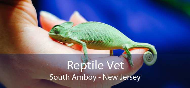 Reptile Vet South Amboy - New Jersey
