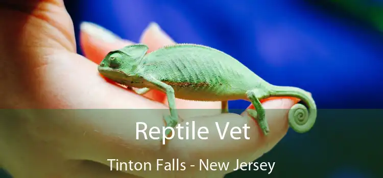 Reptile Vet Tinton Falls - New Jersey