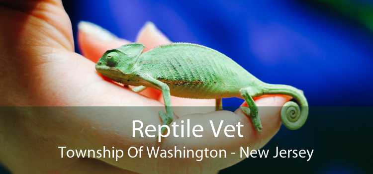 Reptile Vet Township Of Washington - New Jersey