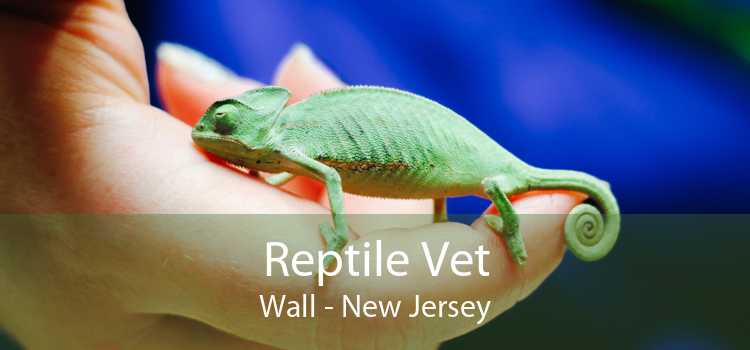 Reptile Vet Wall - New Jersey