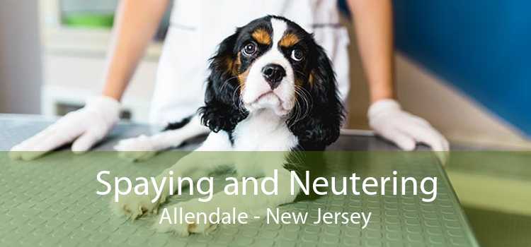 Spaying and Neutering Allendale - New Jersey
