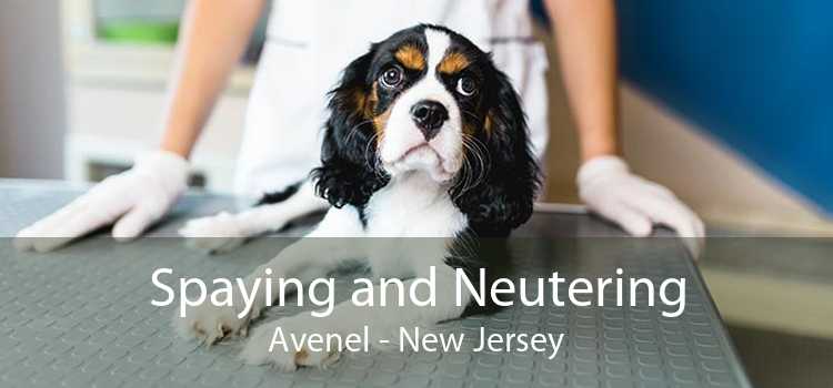Spaying and Neutering Avenel - New Jersey