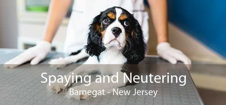 Spaying and Neutering Barnegat - New Jersey