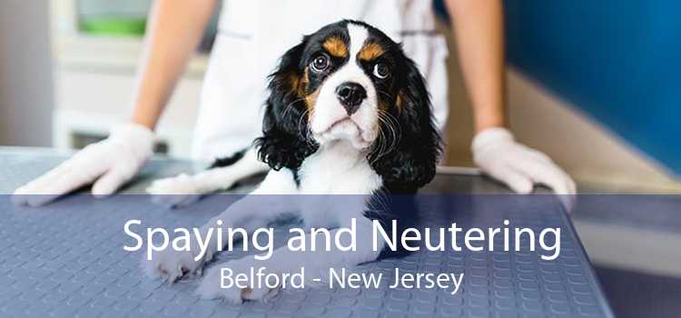 Spaying and Neutering Belford - New Jersey