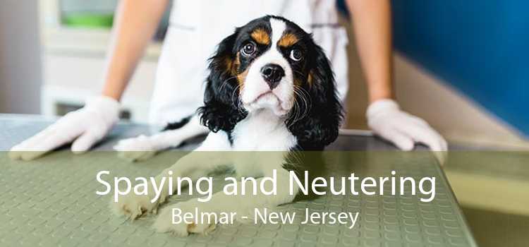 Spaying and Neutering Belmar - New Jersey