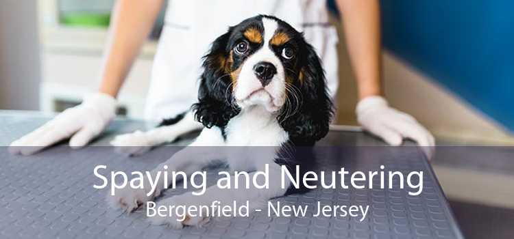 Spaying and Neutering Bergenfield - New Jersey