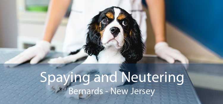Spaying and Neutering Bernards - New Jersey