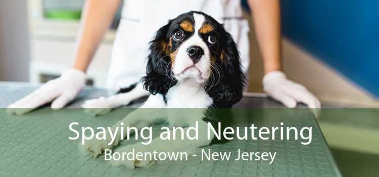 Spaying and Neutering Bordentown - New Jersey