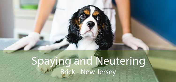 Spaying and Neutering Brick - New Jersey