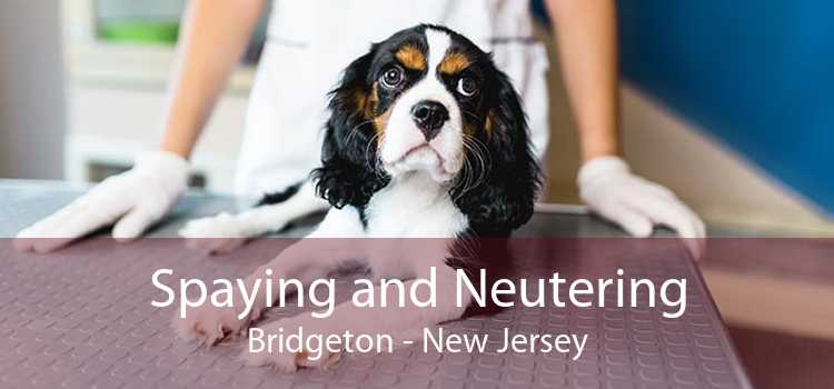 Spaying and Neutering Bridgeton - New Jersey