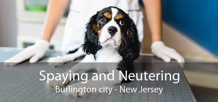 Spaying and Neutering Burlington city - New Jersey