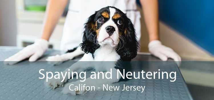 Spaying and Neutering Califon - New Jersey