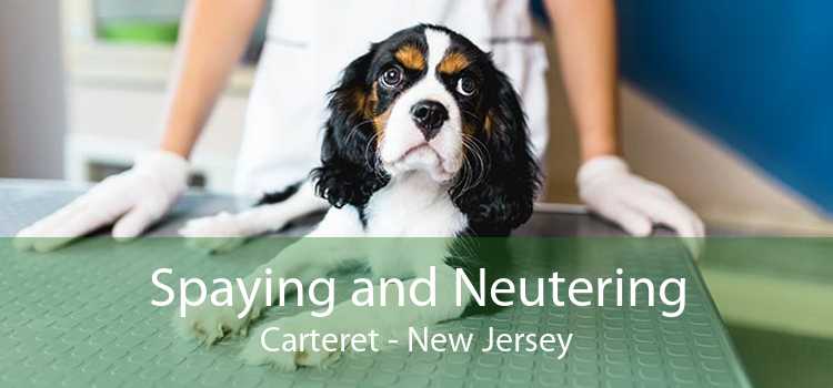 Spaying and Neutering Carteret - New Jersey