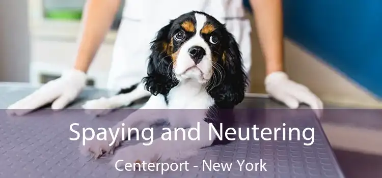Spaying and Neutering Centerport - New York