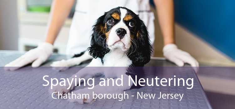 Spaying and Neutering Chatham borough - New Jersey