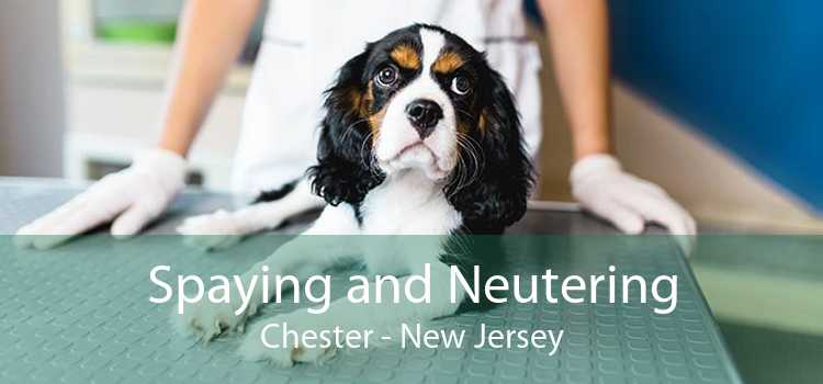 Spaying and Neutering Chester - New Jersey