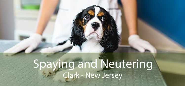 Spaying and Neutering Clark - New Jersey