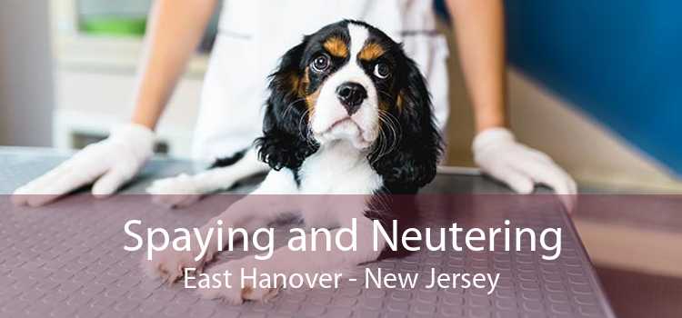 Spaying and Neutering East Hanover - New Jersey