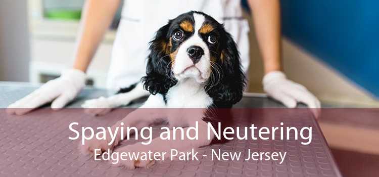 Spaying and Neutering Edgewater Park - New Jersey