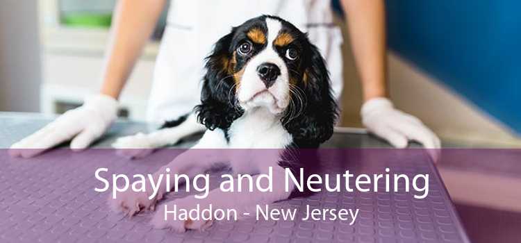 Spaying and Neutering Haddon - New Jersey