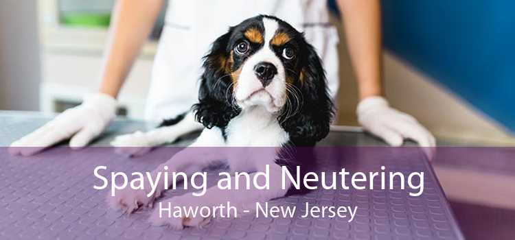 Spaying and Neutering Haworth - New Jersey