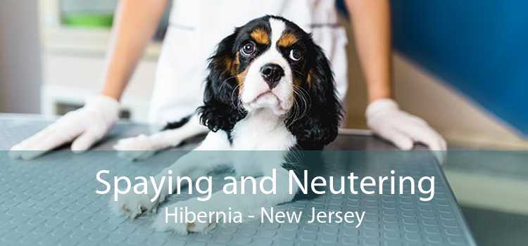 Spaying and Neutering Hibernia - New Jersey