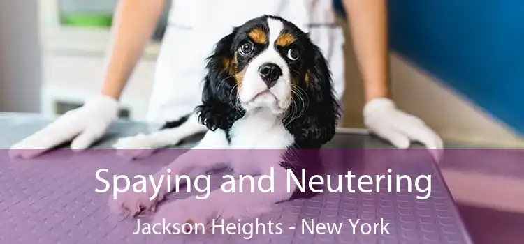 Spaying and Neutering Jackson Heights - New York