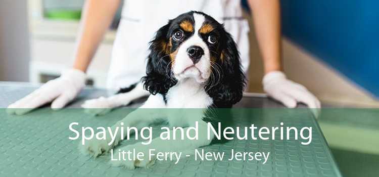 Spaying and Neutering Little Ferry - New Jersey