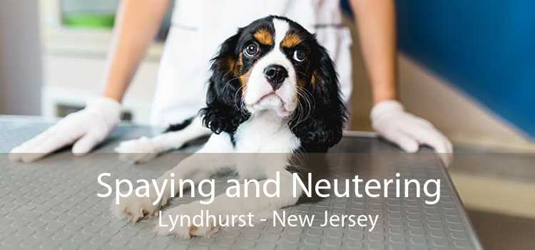 Spaying and Neutering Lyndhurst - New Jersey