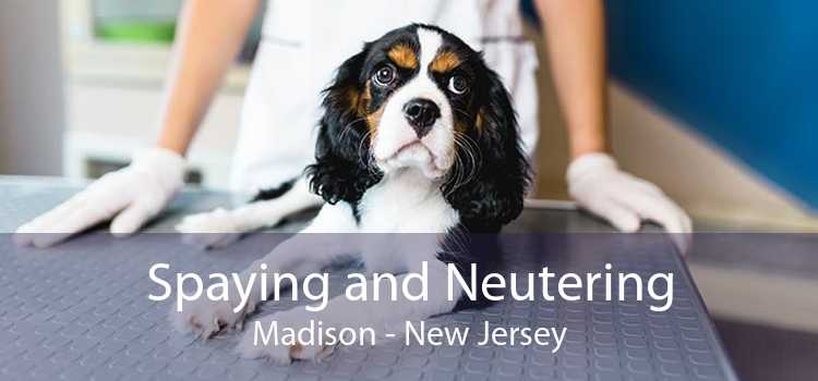 Spaying and Neutering Madison - New Jersey
