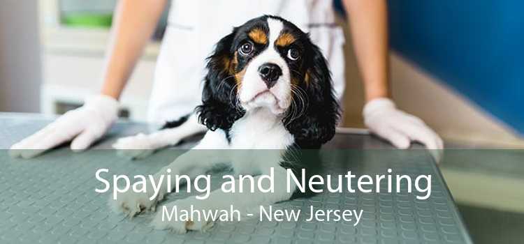 Spaying and Neutering Mahwah - New Jersey