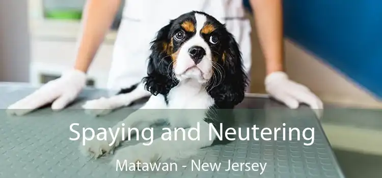 Spaying and Neutering Matawan - New Jersey