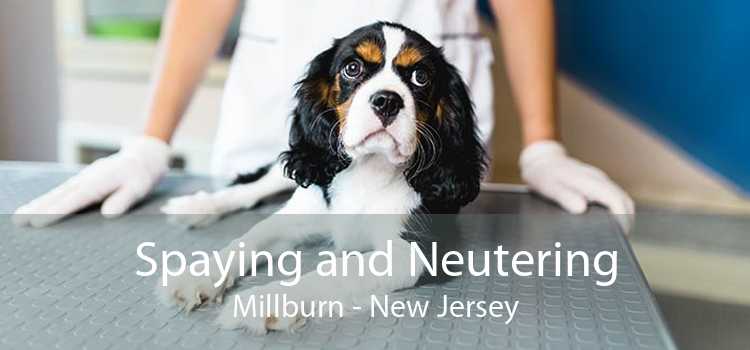 Spaying and Neutering Millburn - New Jersey