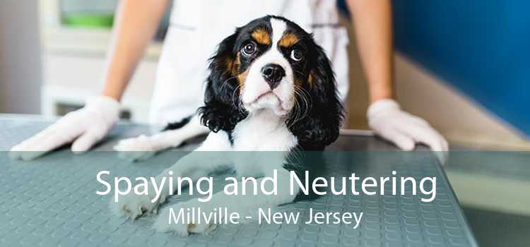 Spaying and Neutering Millville - New Jersey