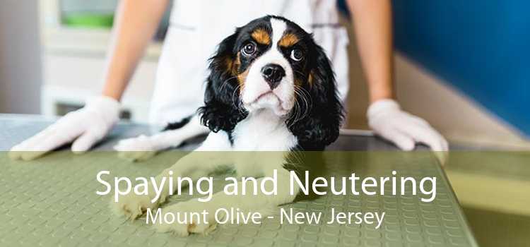 Spaying and Neutering Mount Olive - New Jersey