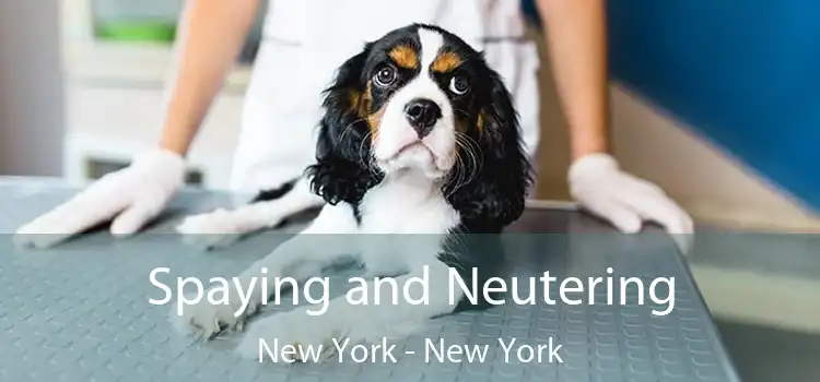 Spaying and Neutering New York - New York